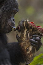 Eastern Chimpanzee (Pan troglodytes schweinfurthii) twenty year old alpha male, named Ferdinand, feeding on Red River Hog (Potamochoerus porcus) piglet, Gombe National Park, Tanzania