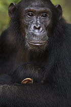 Eastern Chimpanzee (Pan troglodytes schweinfurthii) fifteen year old female, named Glitter, holding her baby, Gombe National Park, Tanzania