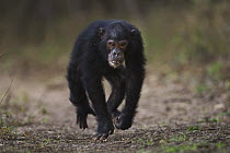 Eastern Chimpanzee (Pan troglodytes schweinfurthii) twelve year old male, named Tom, running, Gombe National Park, Tanzania