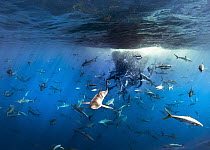 Silky Shark (Carcharhinus falciformis), Galapagos Shark (Carcharhinus galapagensis), Dusky Shark (Carcharhinus obscurus), and Black-tip Shark (Carcharhinus limbatus) group working with Yellowfin Tuna...