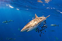 Galapagos Shark (Carcharhinus galapagensis), Reviliagigedo Island, Mexico