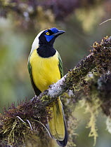 Green Jay (Cyanocorax yncas), Ecuador