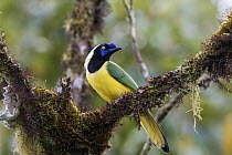 Green Jay (Cyanocorax yncas), Ecuador