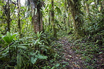 Tropical rainforest with path, northern Ecuador
