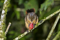 Red-tailed Squirrel (Sciurus granatensis) feeding on flower, northern Ecuador