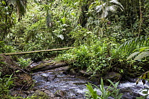 Creek with suspension bridge in rainforest, Baeza, northern Ecuador