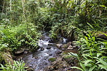 Creek in rainforest, Baeza, northern Ecuador