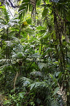 Tropical rainforest, northern Ecuador
