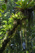 Bromeliad (Bromeliaceae) group and spider web in tropical rainforest, northern Ecuador