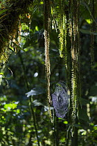 Spiderweb in tropical rainforest, northern Ecuador