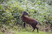 Red Brocket Deer (Mazama americana), northern Ecuador