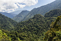 Tropical rainforest in mountains, Andes, northern Ecuador