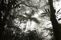 Mist in tropical rainforest, northern Ecuador