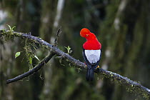 Andean Cock-of-the-rock (Rupicola peruvianus) male in cloud forest, Ecuador