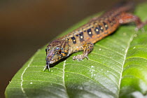 Tropical Lightbulb Lizard (Andinosaura oculata), northern Ecuador