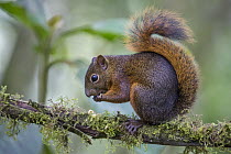 Red-tailed Squirrel (Sciurus granatensis) feeding, northern Ecuador