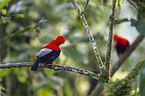 Andean Cock-of-the-rock (Rupicola peruvianus) males in cloud forest, Ecuador