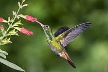 Rufous-tailed Hummingbird (Amazilia tzacatl) feeding on flower nectar, Ecuador