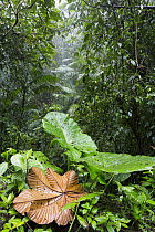 Large leaves in tropical rainforest, northern Ecuador