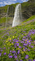 Wood Cranesbill (Geranium sylvaticum) flowers near waterfall and tourists, Iceland