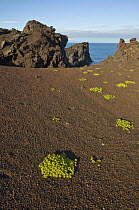 Lava rocks and tufa, Heimaey, Iceland
