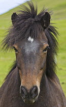 Icelandic Horse (Equus caballus), Heimaey, Iceland