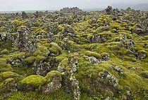 Lava fields covered with thick layer of moss, Snaefellsnes Peninsula, Iceland