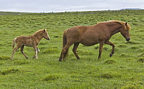 Icelandic Horse (Equus caballus) mare and foal, Iceland