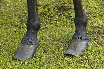 Icelandic Horse (Equus caballus) with overgrown hooves, Iceland