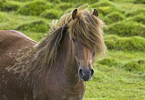 Icelandic Horse (Equus caballus), Iceland