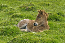 Icelandic Horse (Equus caballus) foal, Iceland