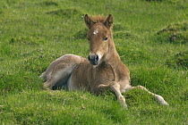 Icelandic Horse (Equus caballus) foal, Iceland