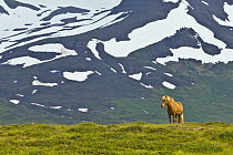 Icelandic Horse (Equus caballus) in tundra, Iceland