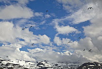 Arctic Tern (Sterna paradisaea) group flying, Haganesvik, Iceland