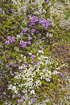 Purple Saxifrage (Saxifraga oppositifolia) and Reindeer Moss (Cladonia rangiferina) in tundra, Langanes Peninsula, Iceland