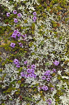 Purple Saxifrage (Saxifraga oppositifolia) and Reindeer Moss (Cladonia rangiferina) in tundra, Langanes Peninsula, Iceland