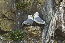 Black-legged Kittiwake (Rissa tridactyla) pair on cliff nest, Borgarfjordur Eystri, Iceland