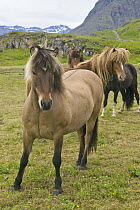 Icelandic Horse (Equus caballus) herd, Mjoifjordur, Iceland