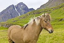 Icelandic Horse (Equus caballus), Mjoifjordur, Iceland