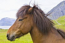 Icelandic Horse (Equus caballus), Mjoifjordur, Iceland