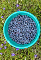 Blueberry (Vaccinium sp) harvested berries, Mjoifjordur, Iceland