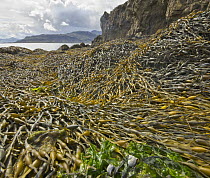 Seaweed along coastline, Hvalfjordur Fjord, Iceland
