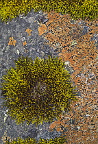 Moss and lichen on rock in tundra in summer, Skaftafell National Park, Iceland