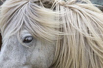 Icelandic Horse (Equus caballus), Hveravellir, Iceland