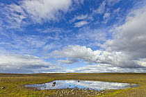 Shallow pond and clouds, Hveravellir, Iceland