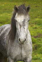 Icelandic Horse (Equus caballus), Hveravellir, Iceland