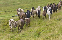 Icelandic Horse (Equus caballus) herd, wet from rain, Iceland