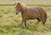 Icelandic Horse (Equus caballus) stallion, wet from rain, Iceland