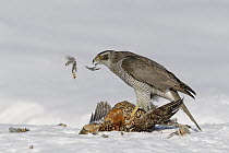 Northern Goshawk (Accipiter gentilis) feeding on Black Grouse (Tetrao tetrix) female in winter, Finland
