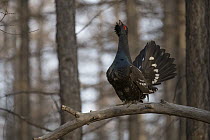 Black-billed Capercaillie (Tetrao parvirostris) male displaying, Mongolia